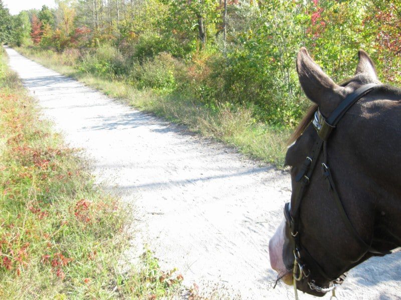 Top Horse Riding Membership Benefits & Sign-Up in Pinckney trail blac khorse