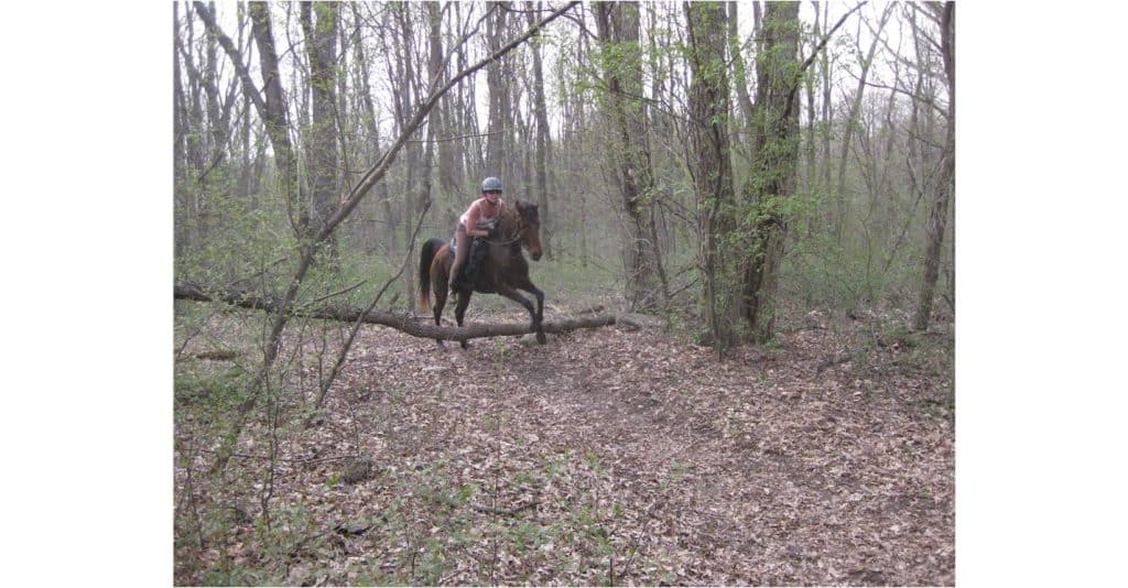 horse