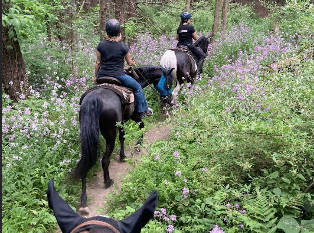 Discover beautiful horseback riding trails in Pinckney. Ride to lunch along Michigan’s best equestrian trails. Join our community & support safe, clean trails!